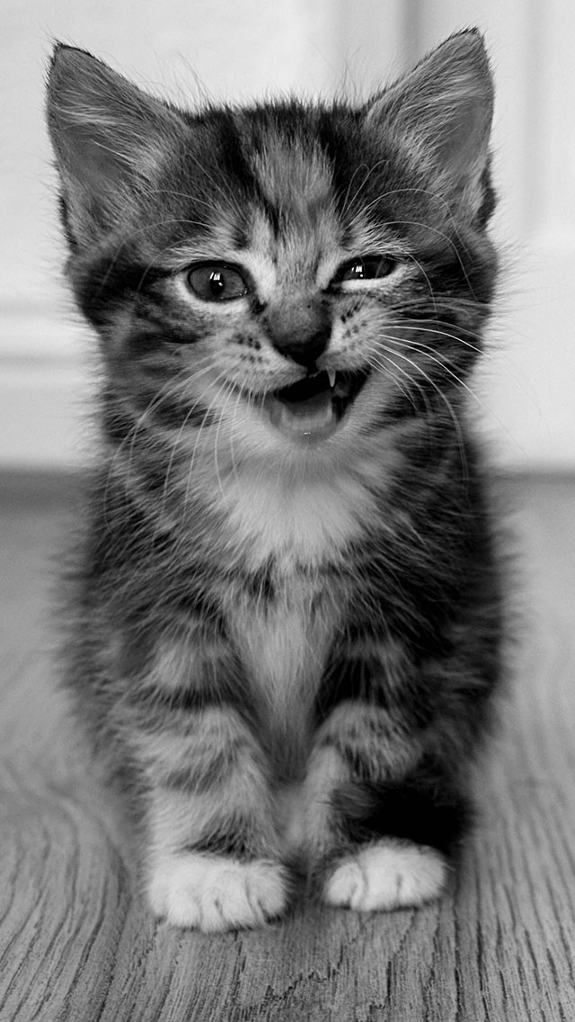 Kitten iPhone Wallpaper Tags Animal Cat Cute Funny Pet Smile