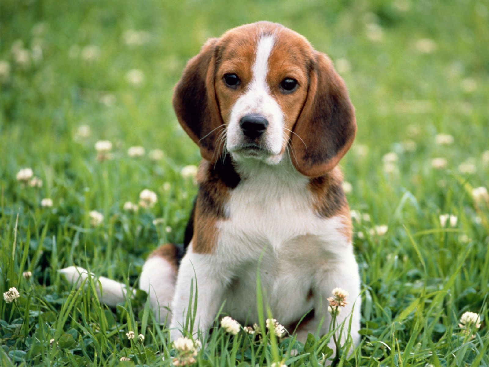 Beagle Puppies Pc Desktop Wallpaper
