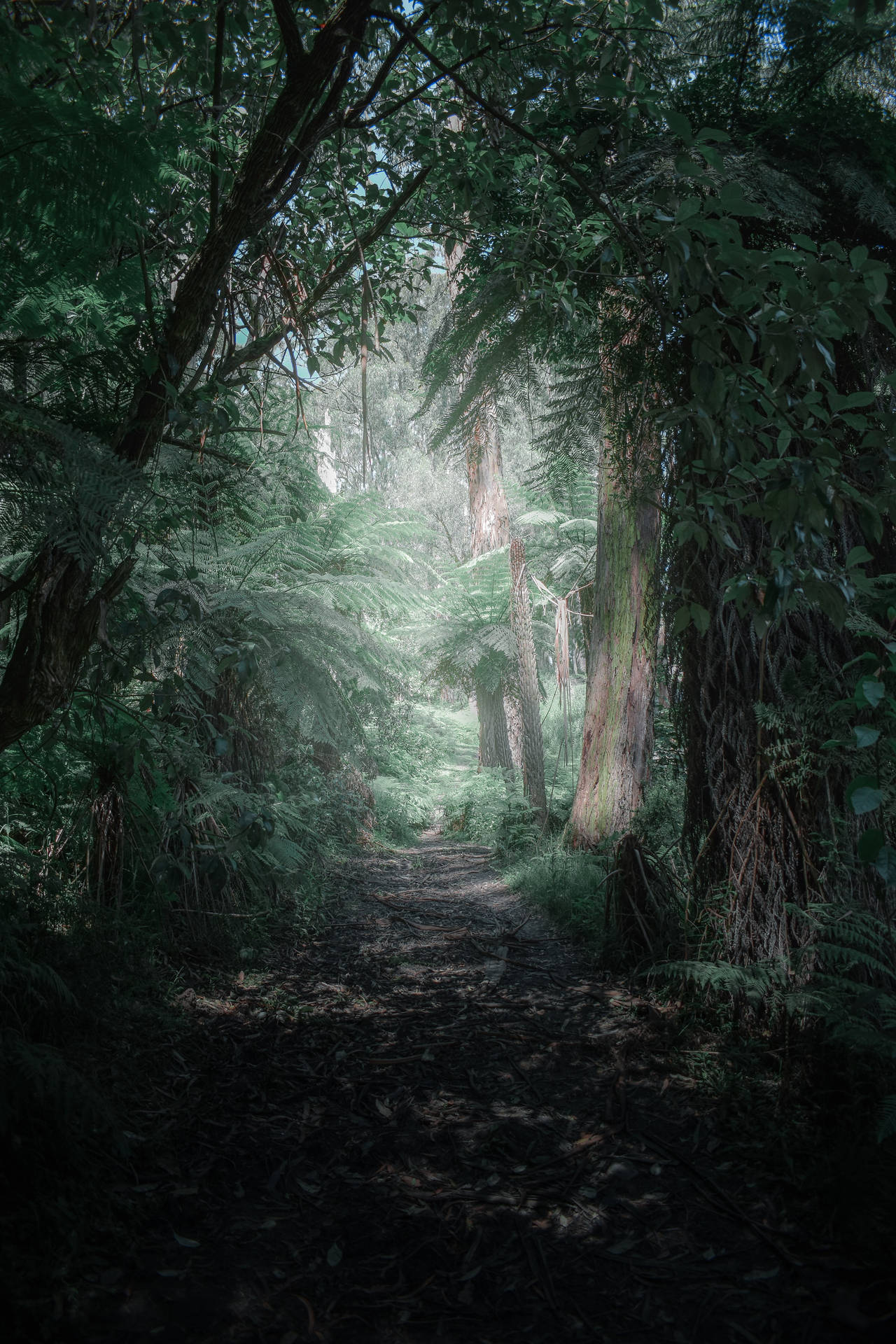 Mystical Forest Wallpaper