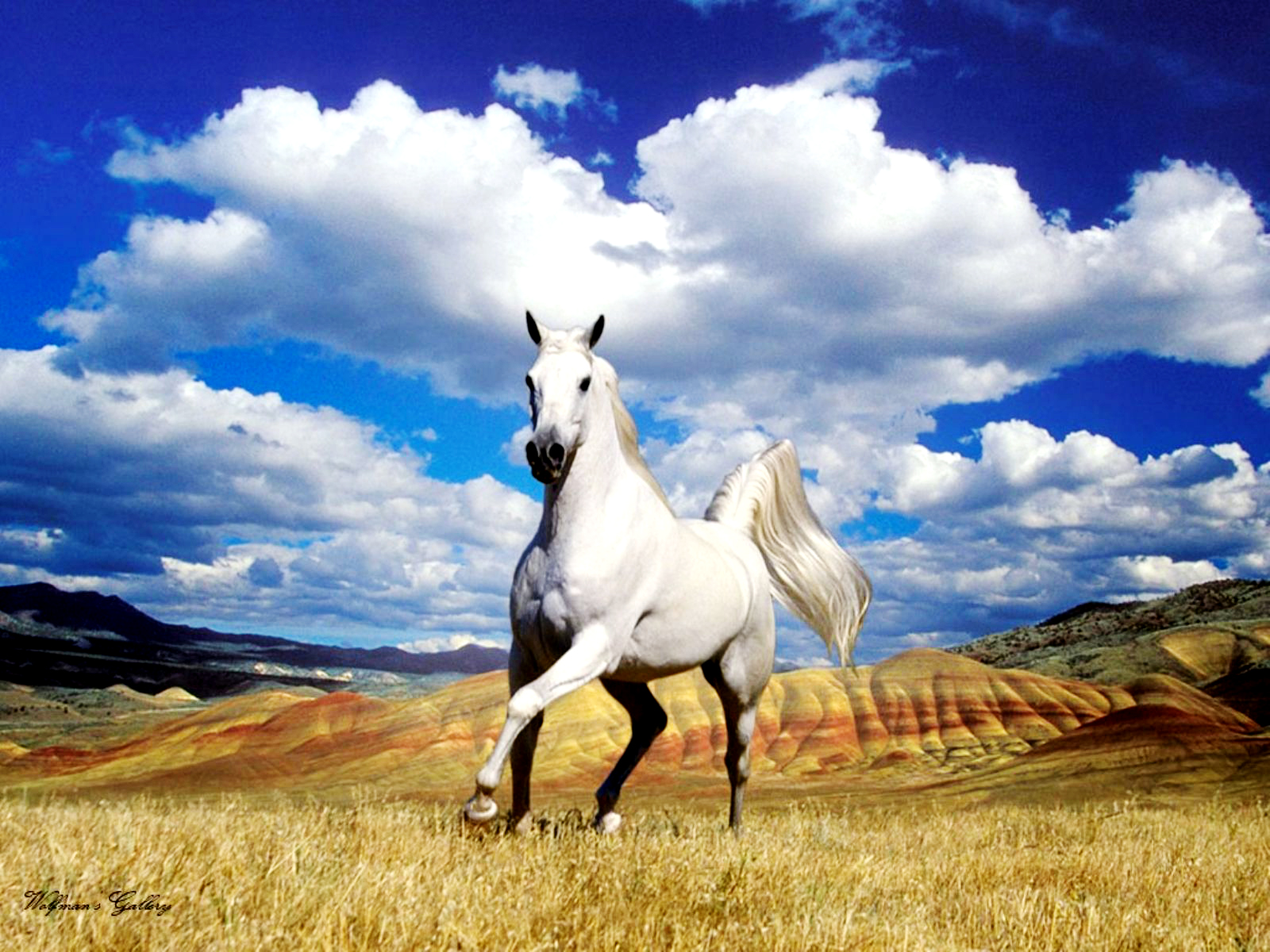 White Horses HD Wallpaper Desktop