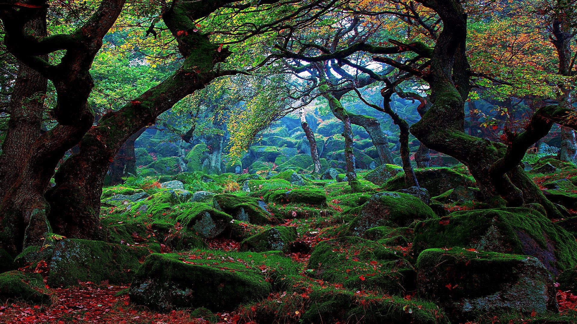 A lush green forest floor carpeted with vibrant moss and fallen autumn leaves. Twisted branches of ancient trees create a natural canopy, adding to the enchanting atmosphere