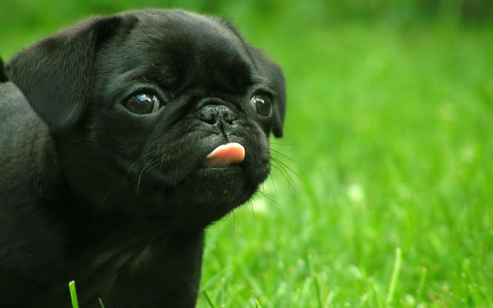 Black Pug Photo And Wallpaper Beautiful Pictures