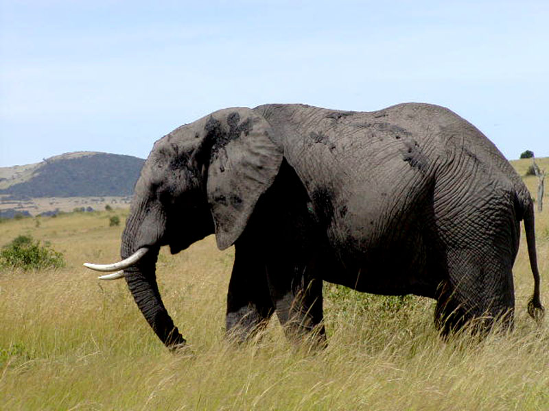 Elephant Desktop Wallpaper