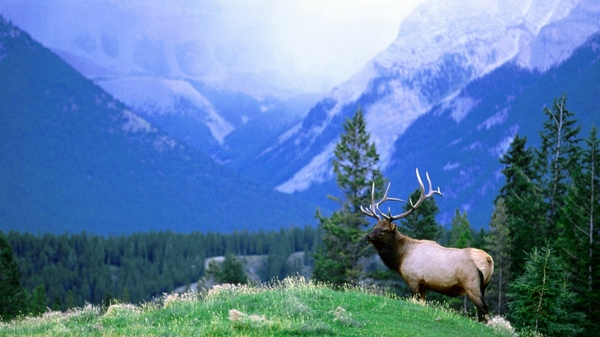 Deer Bull Wallpaper Wildlife Desktop