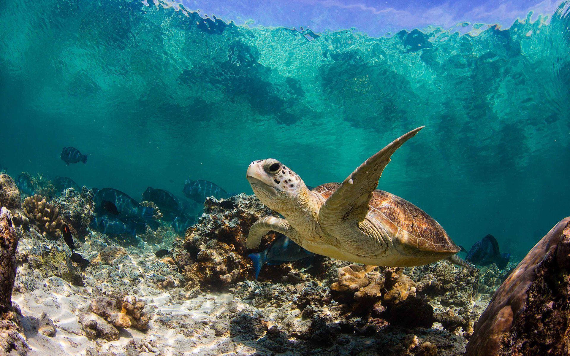 Cute Turtle Wallpaper
