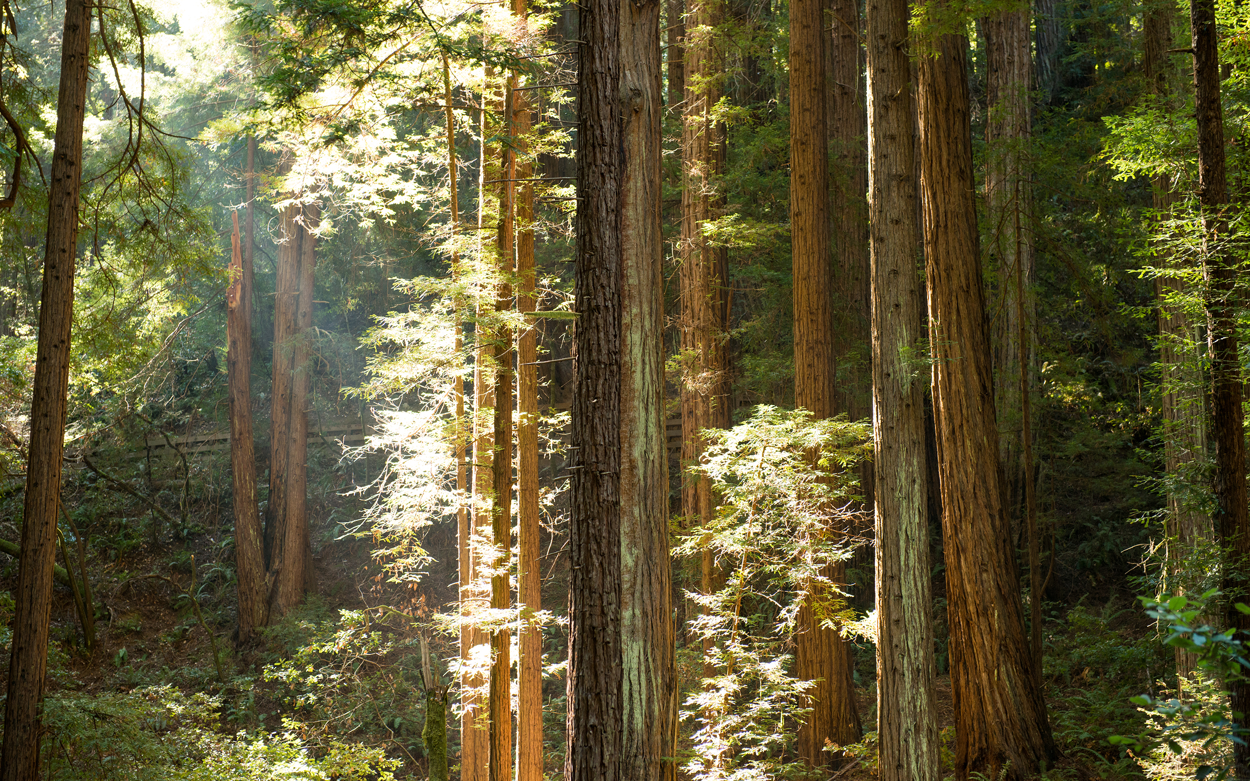 Yosemite Sunlight Redwood Forest Trees Sunbeam Light Leaves Wallpaper