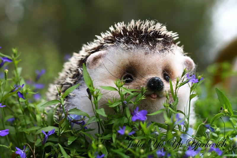 Baby hedgehog in the grass 8P   Imgur