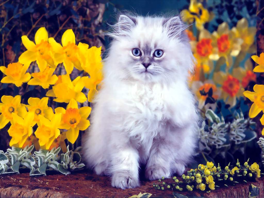 Cat With Flowers Wallpaper Cats