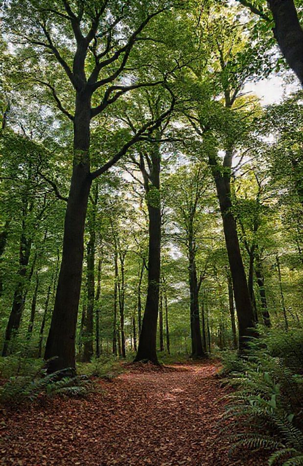 Nature Forest Wallpaper