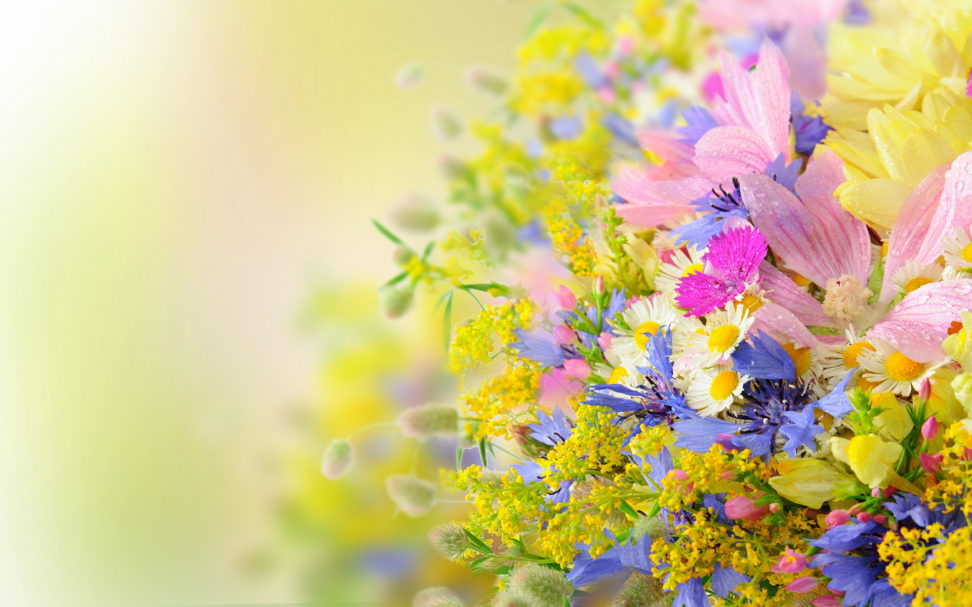 Summer Flowers Wallpapers HD Wallpapers Early