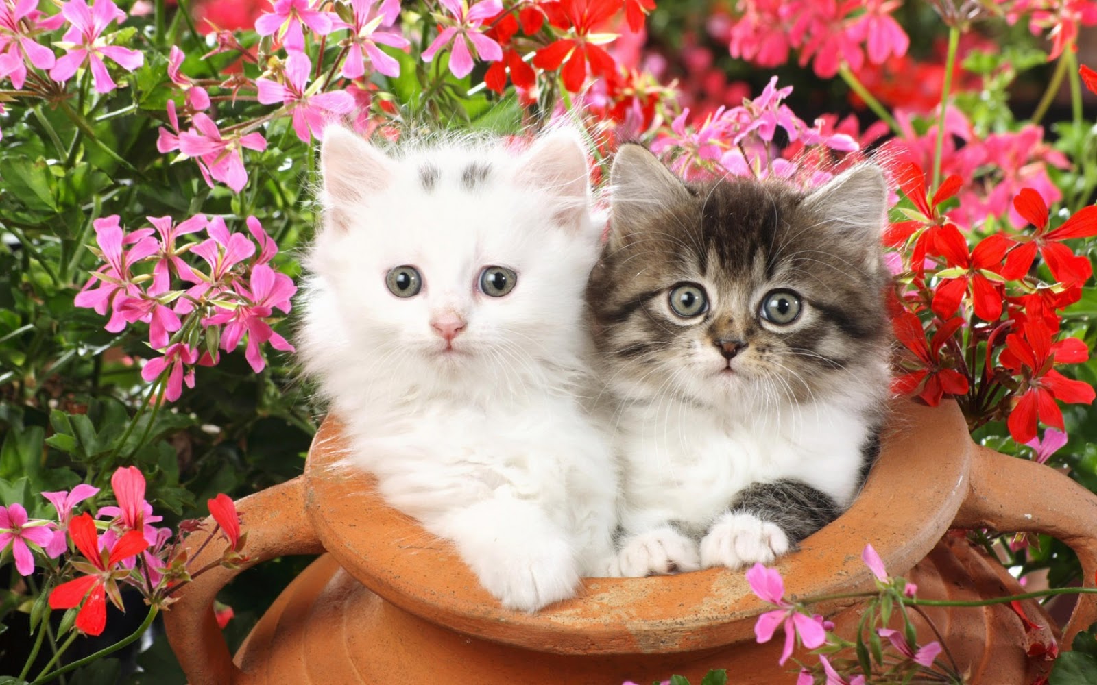 This Is Beautiful Cute Pretty Cat Wallpaper Really Each One