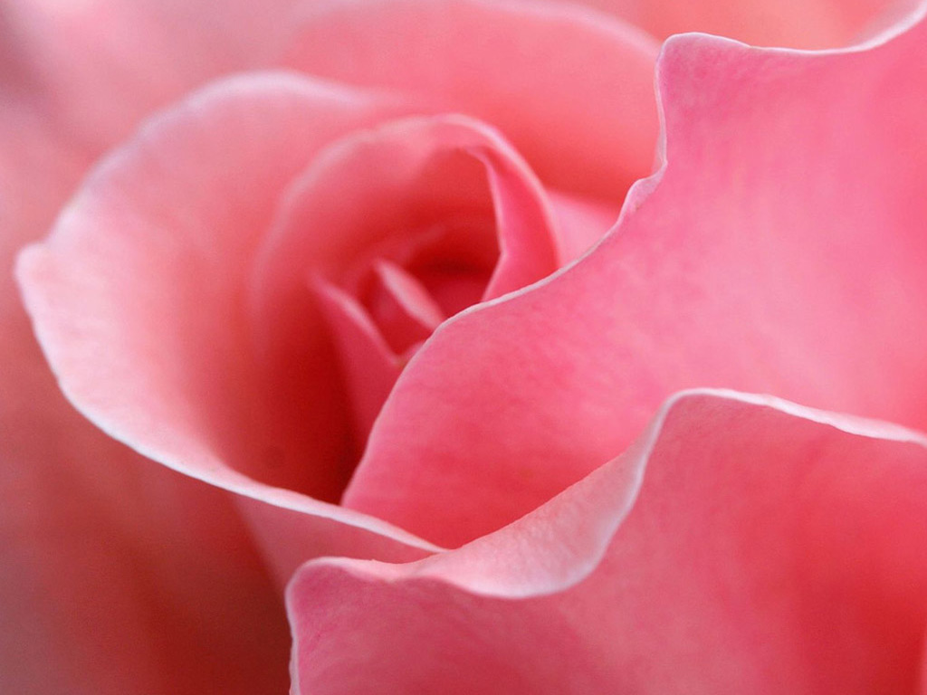 Flowers Wallpaper Rose Flores Fondos De Pantallas