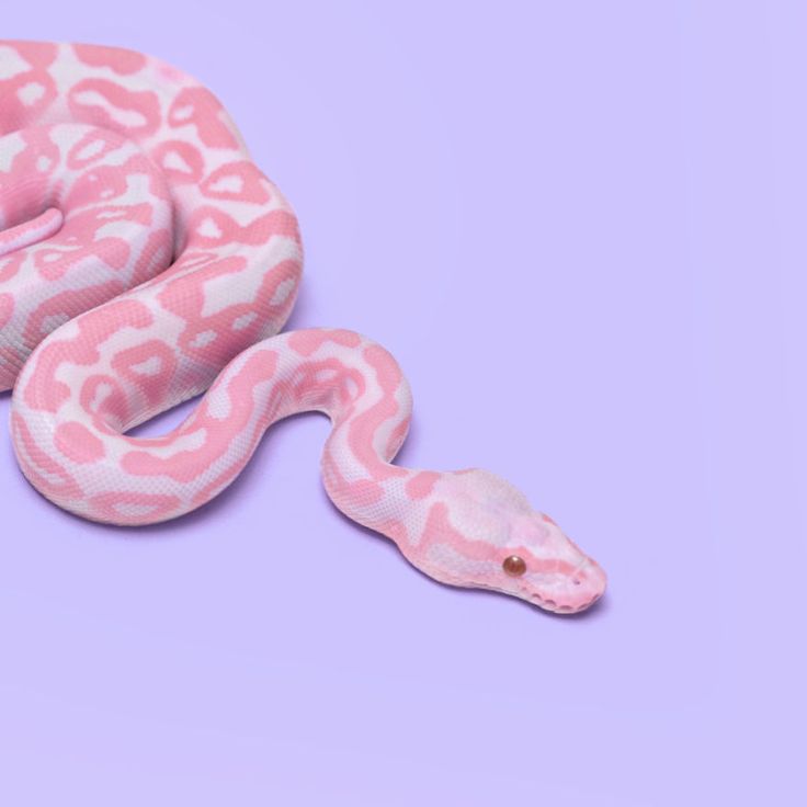 Pink Snake Wallpaper Pretty Snakes