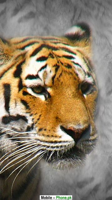 Bengal Tiger Face Wallpaper For Mobile