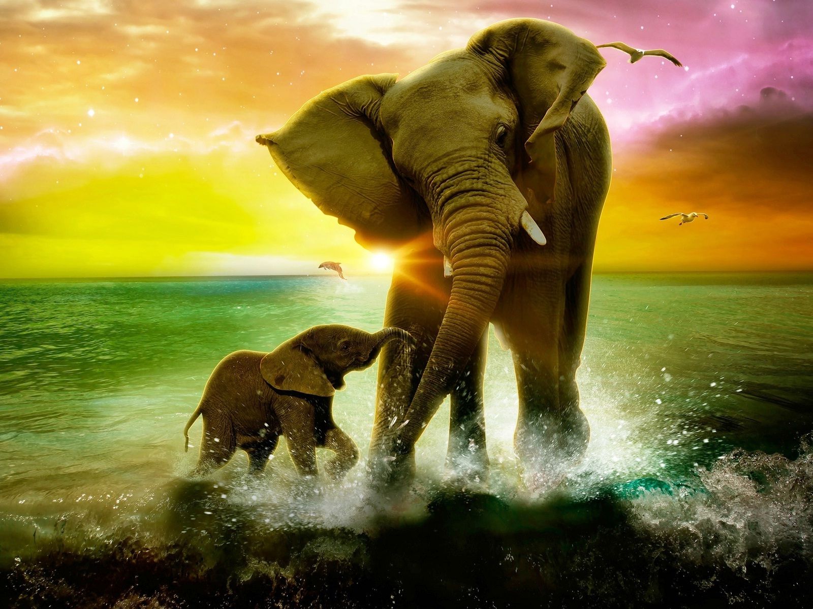 Cool Elephant Wallpapers   Top Free Cool Elephant Backgrounds