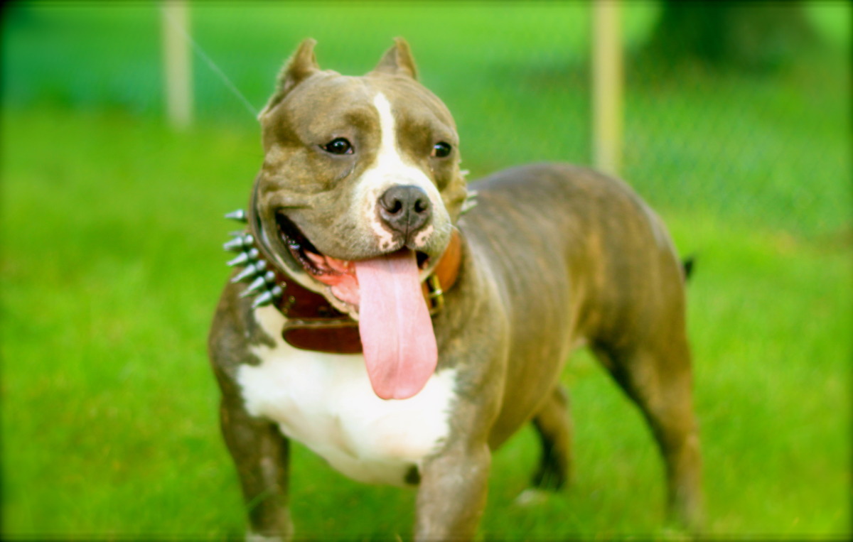 American Bully On The Field Photo And Wallpaper Beautiful