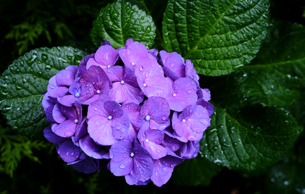 Wallpaper Hydrangea Purple Inflorescence Macro Drops