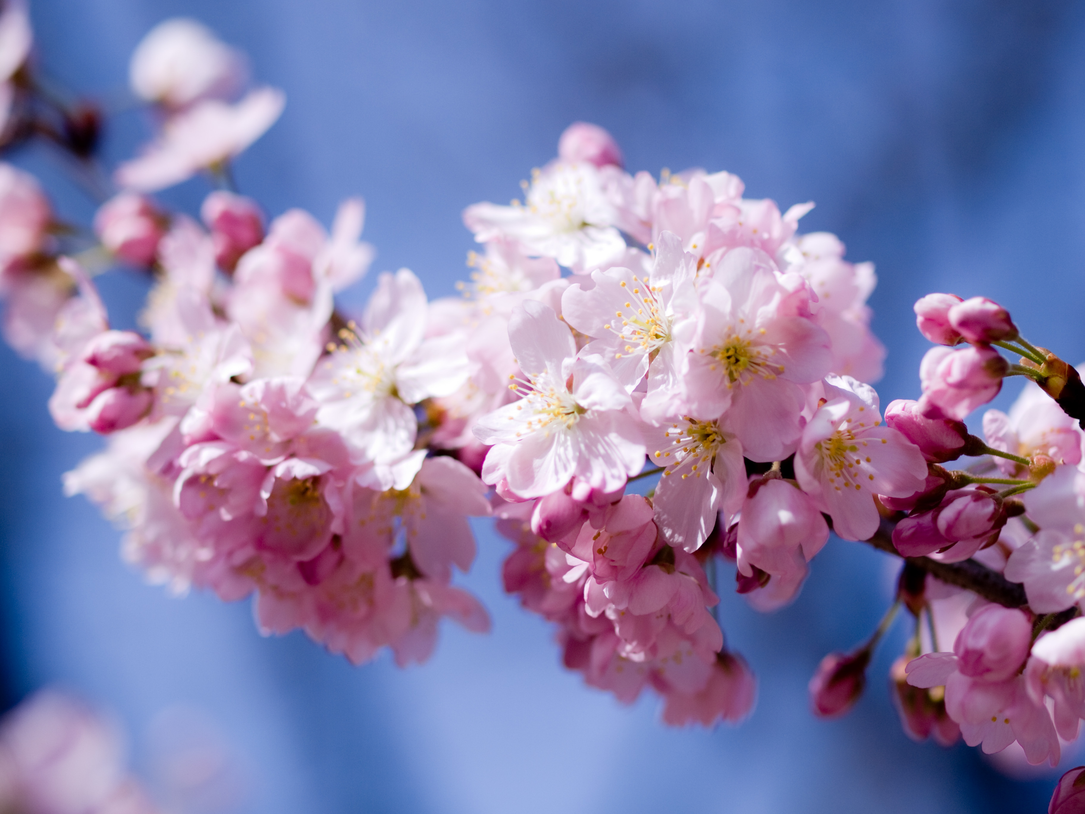 Wallpaper Spring Sakura Flower Tree Desktop