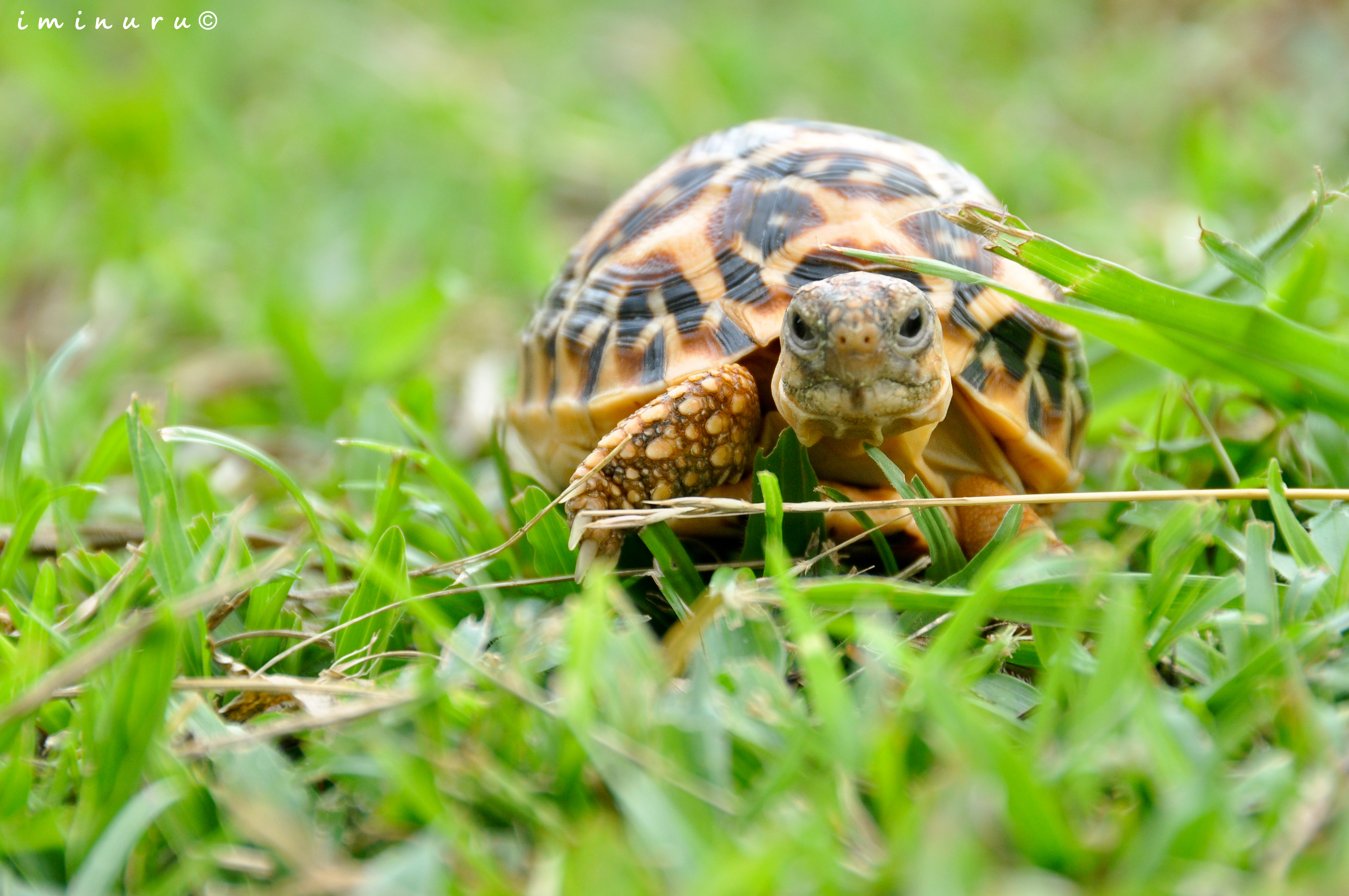 Using a Tortoise In Your Home Decor Brings Prosperity and Luck.