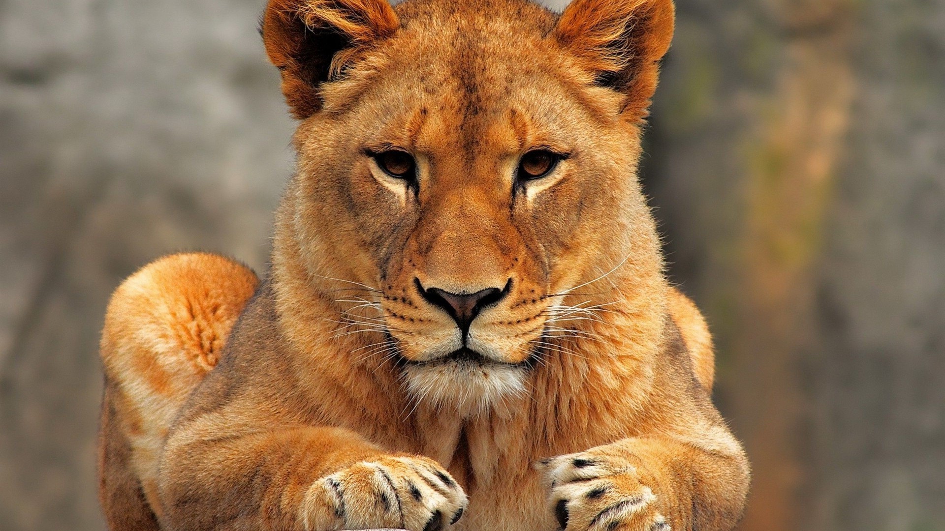 Lioness Wallpaper
