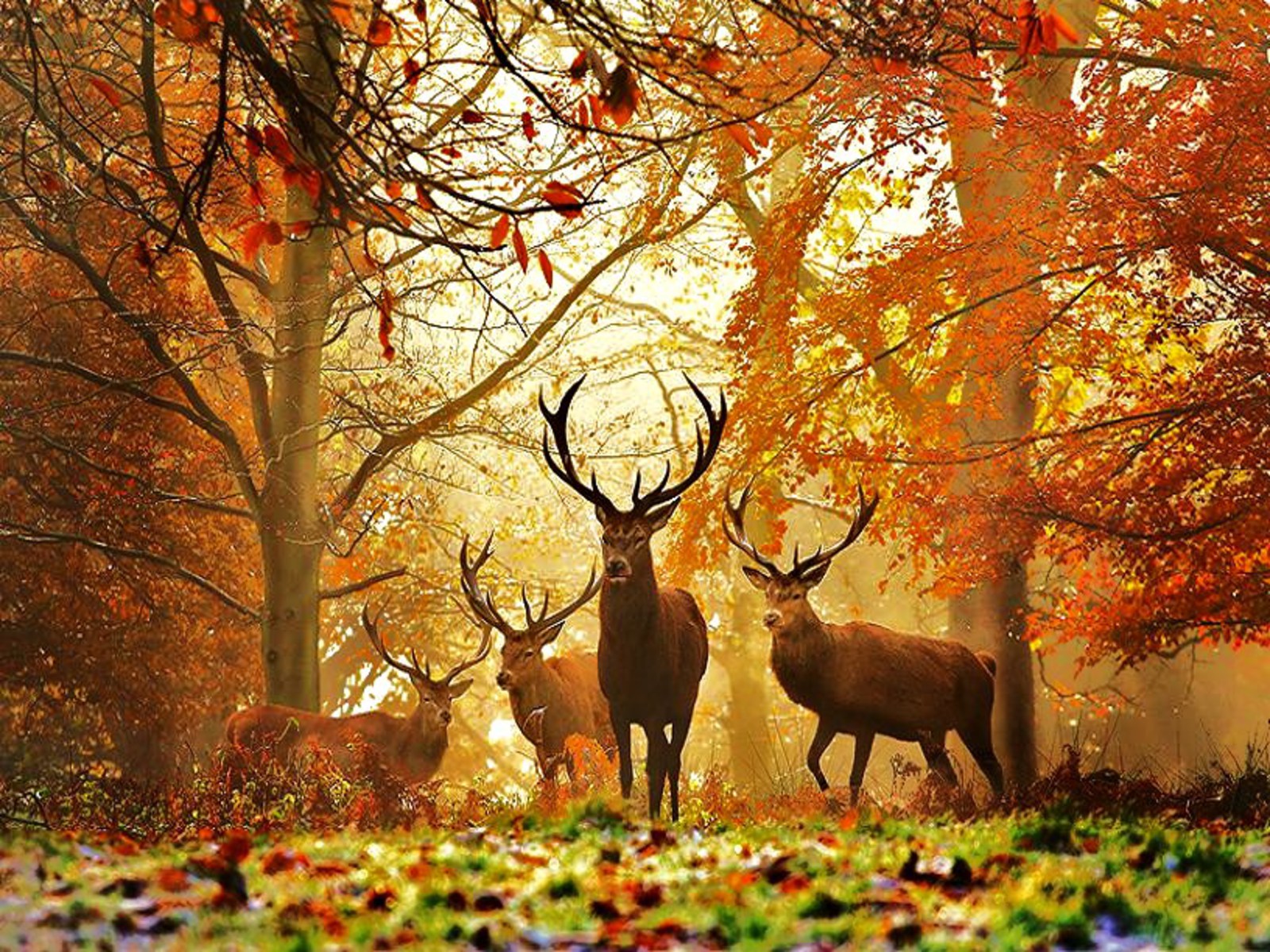 Wallpaper For Puter Deer Pictures Desktop