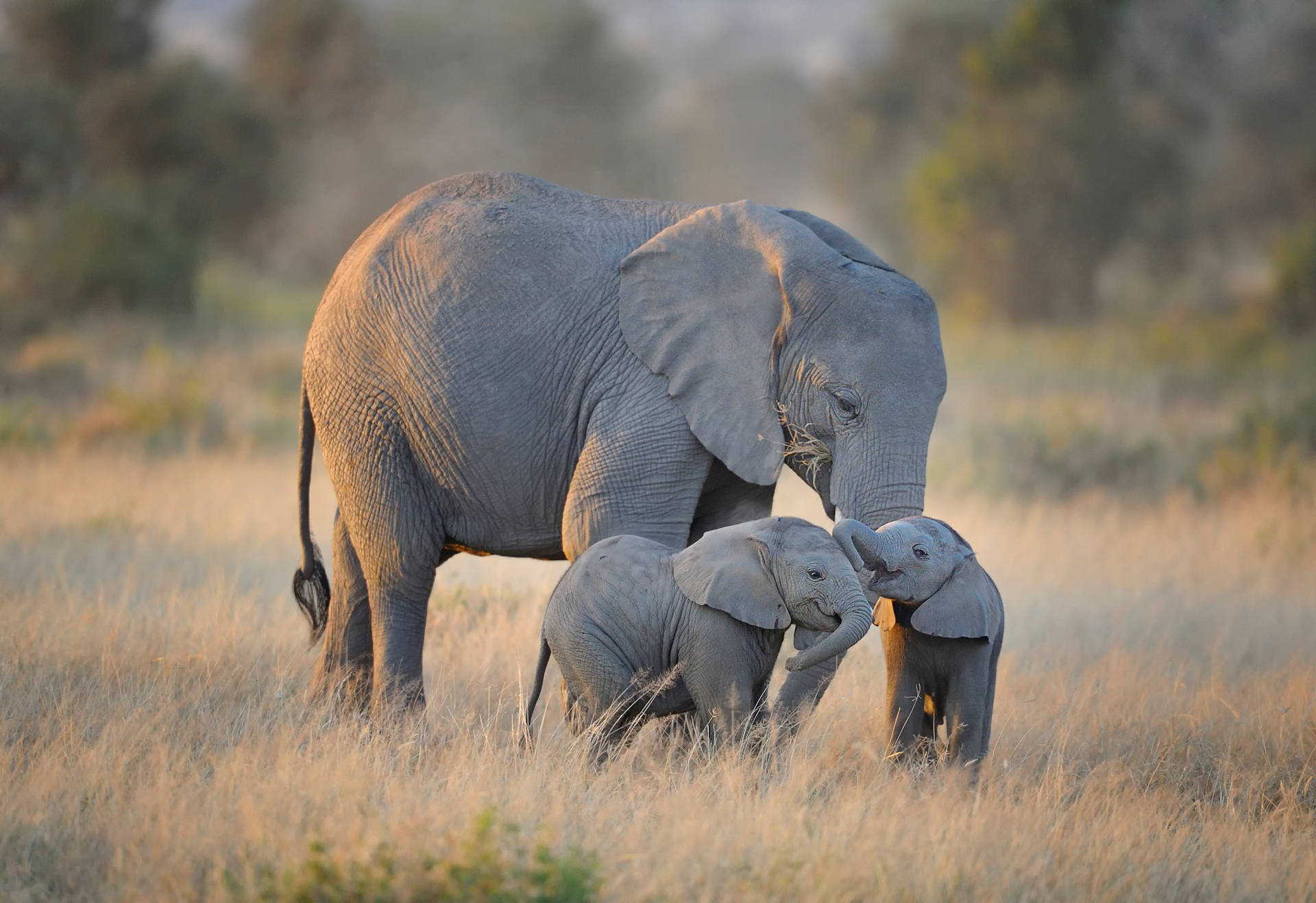 4k Elephant Wallpaper