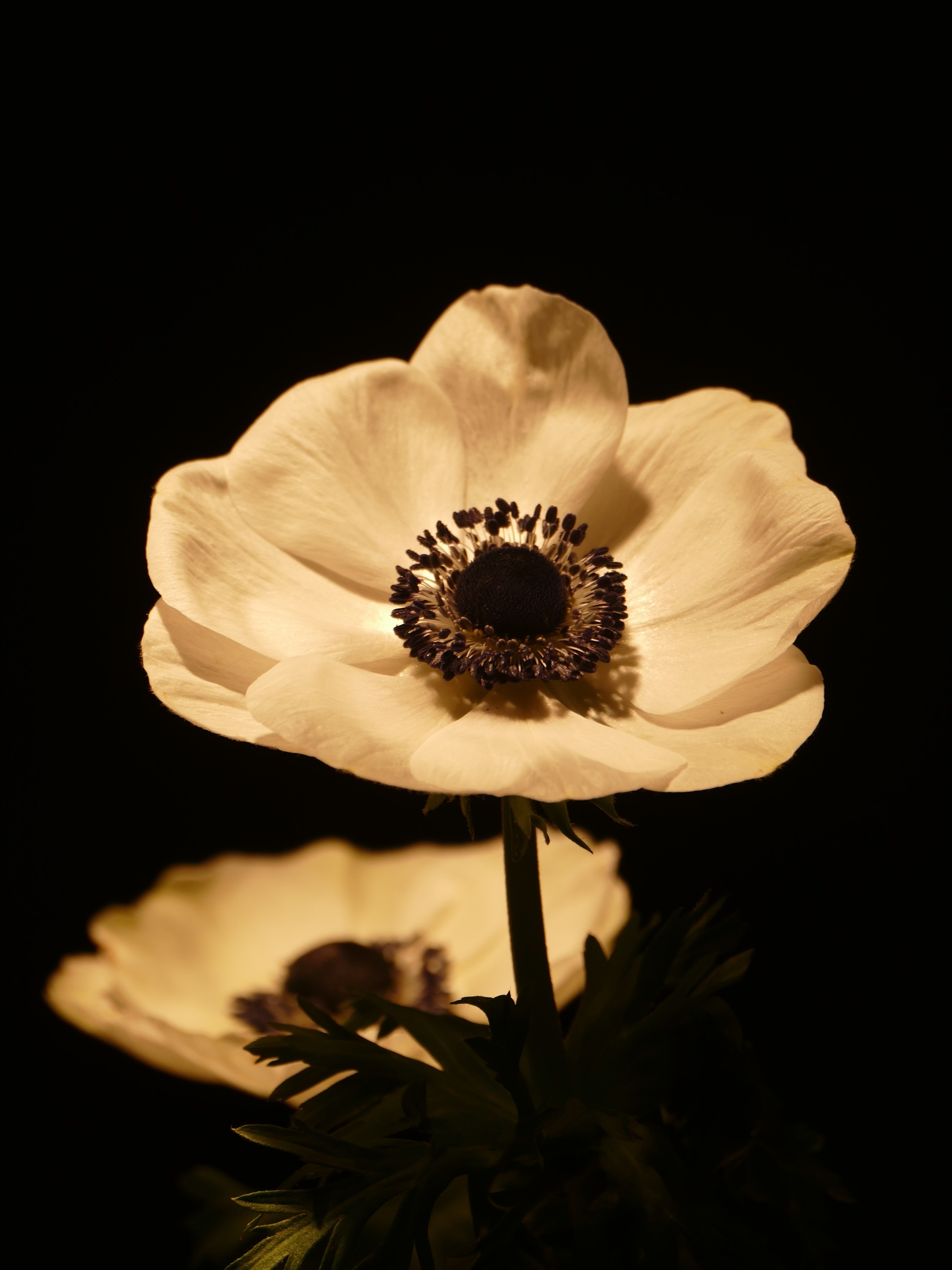 Anemone Flower Bloom Wallpaper