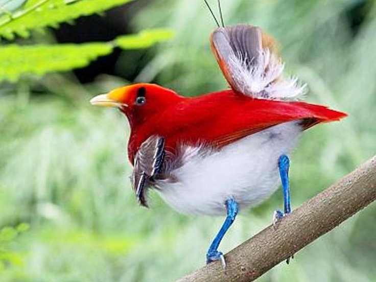 Red Bird Of Paradise Birds