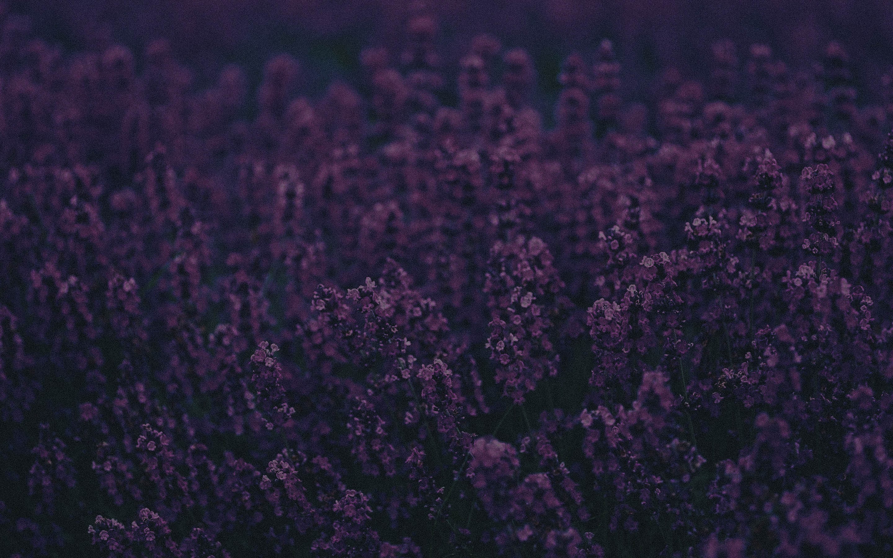Lavender Wallpaper HD Flowers 4k Image Photos And Picture