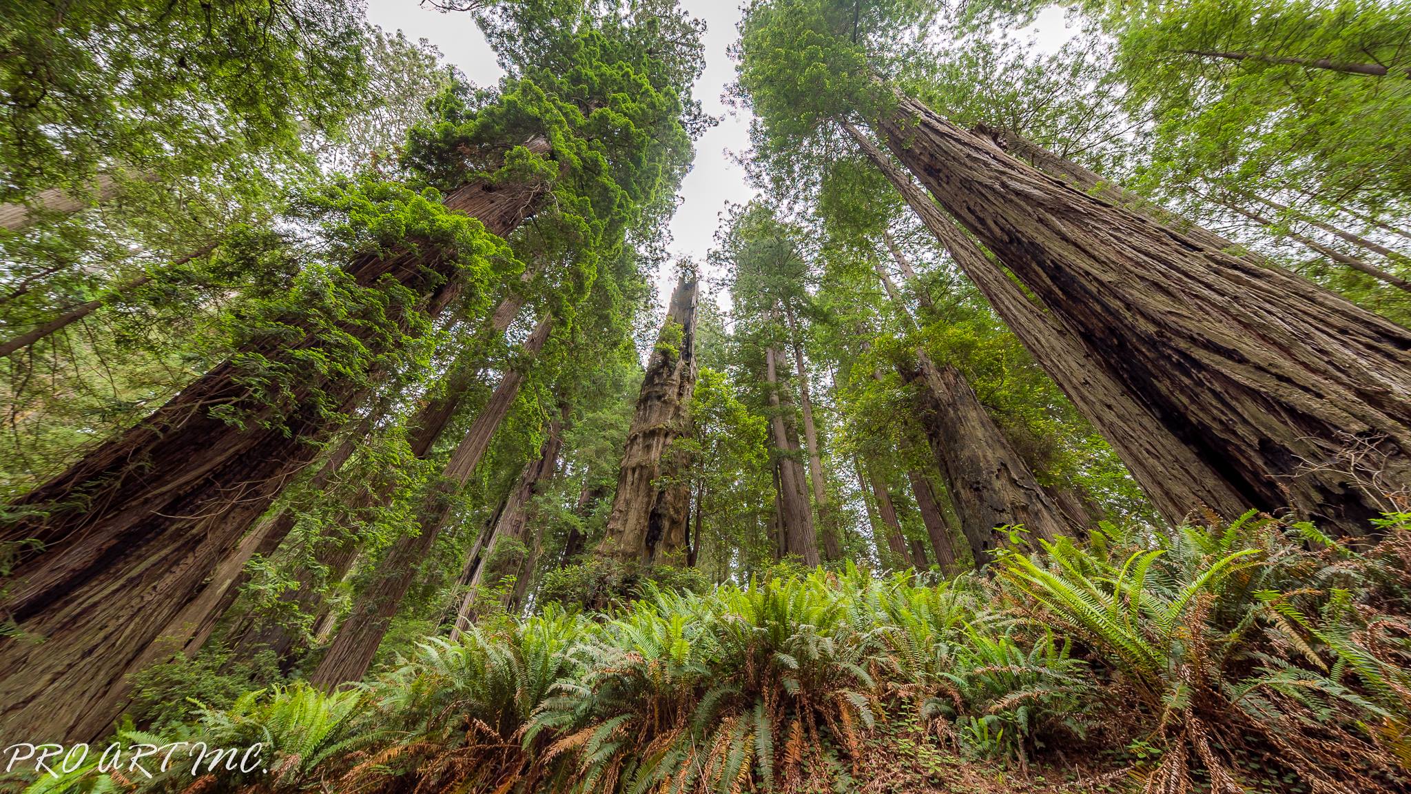Berry Glen Trail Redwoods Proartinc