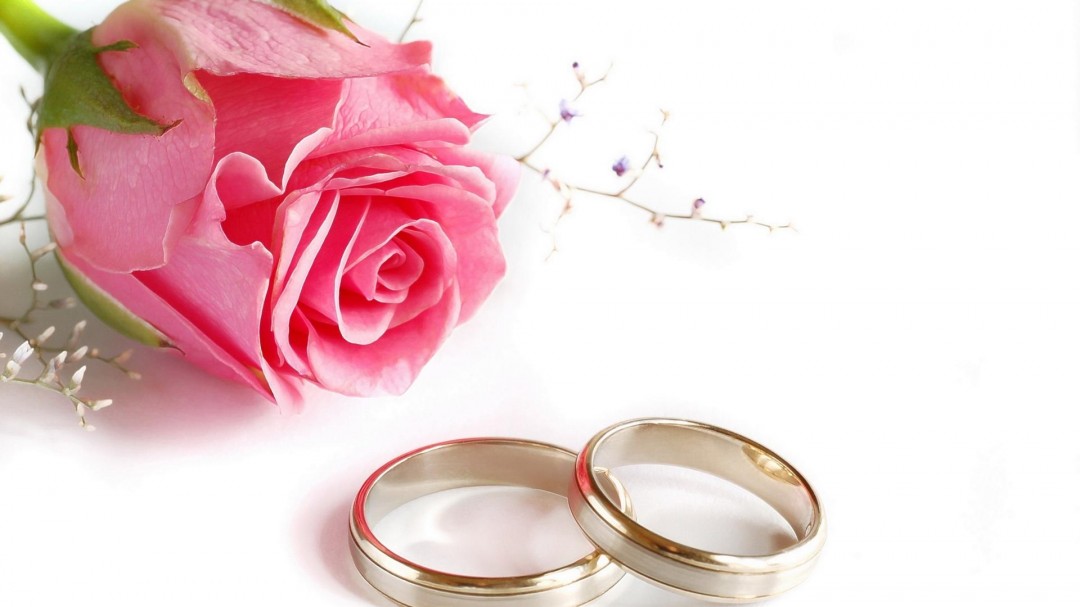 Wedding Rings Rose Flower HD Wallpaper Links