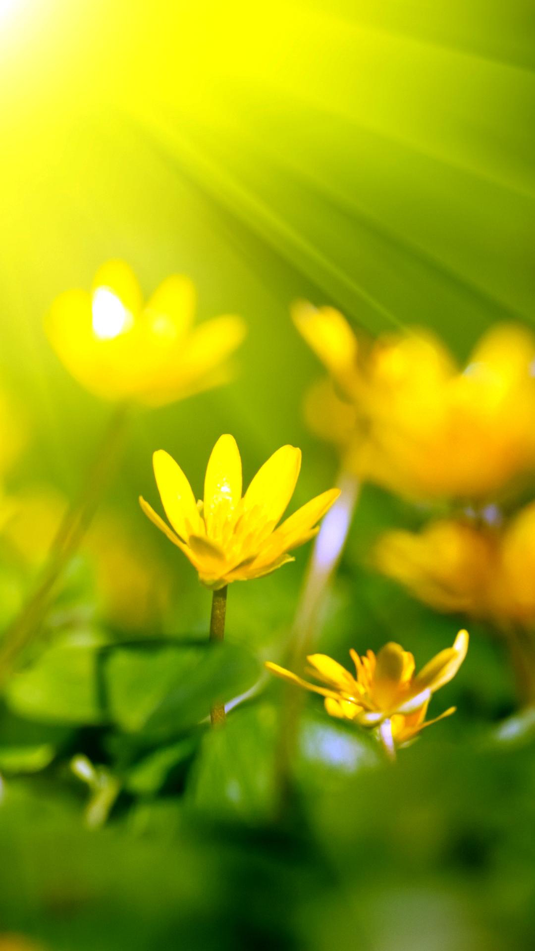 Yellow Flower For Sony Xperia Z2 Wallpaper Android