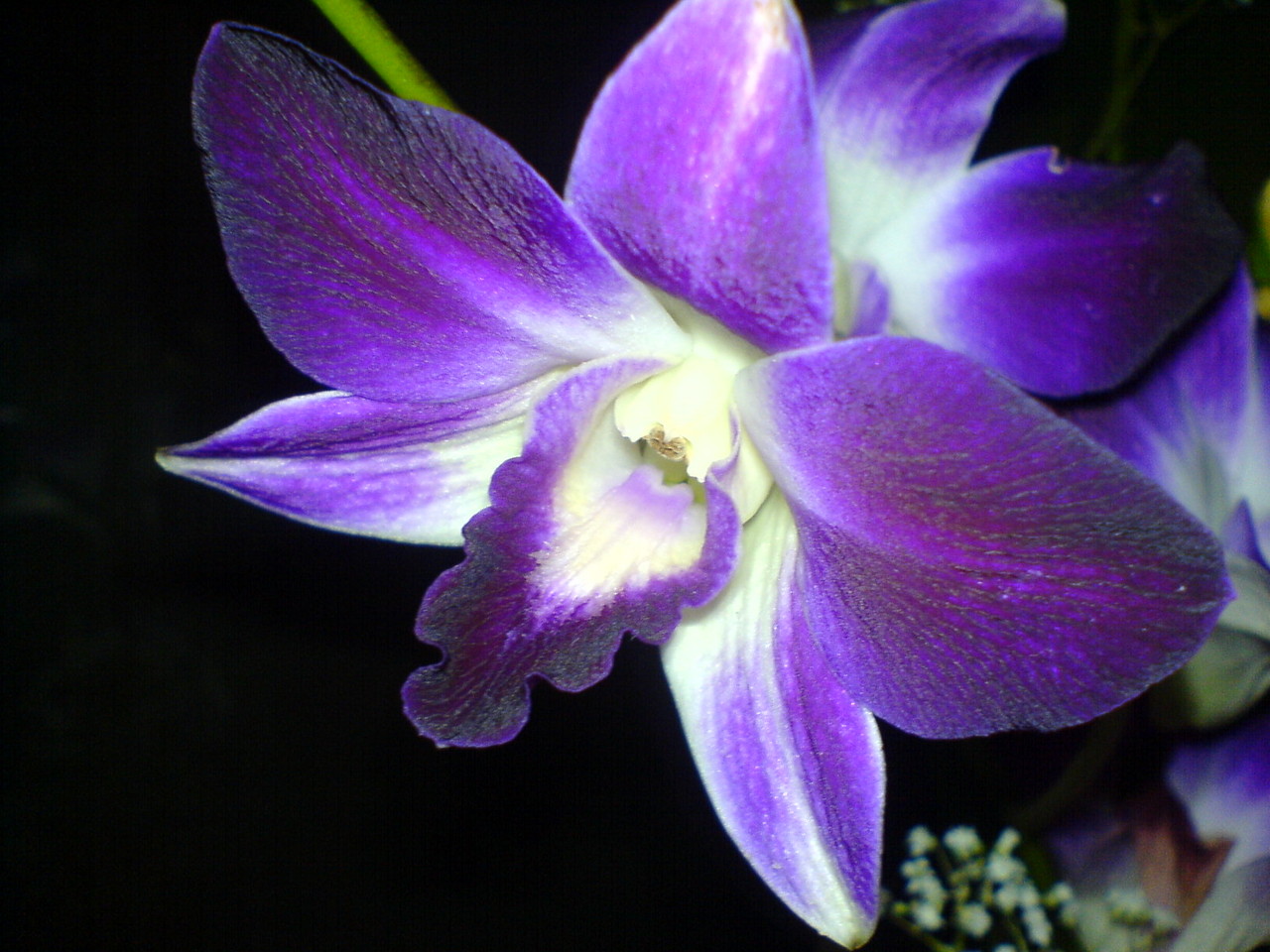 Orchid Nature Flowers HD Wallpaper Flower