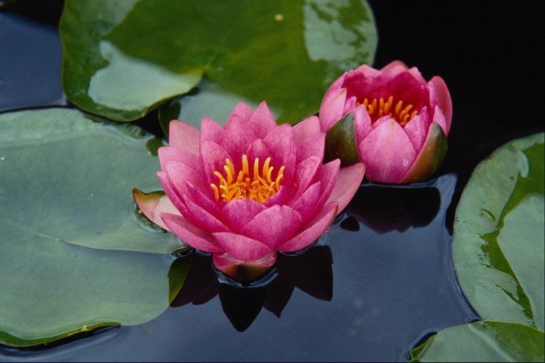 Twin Lotus Wallpaper It Is Very Beautiful To See The