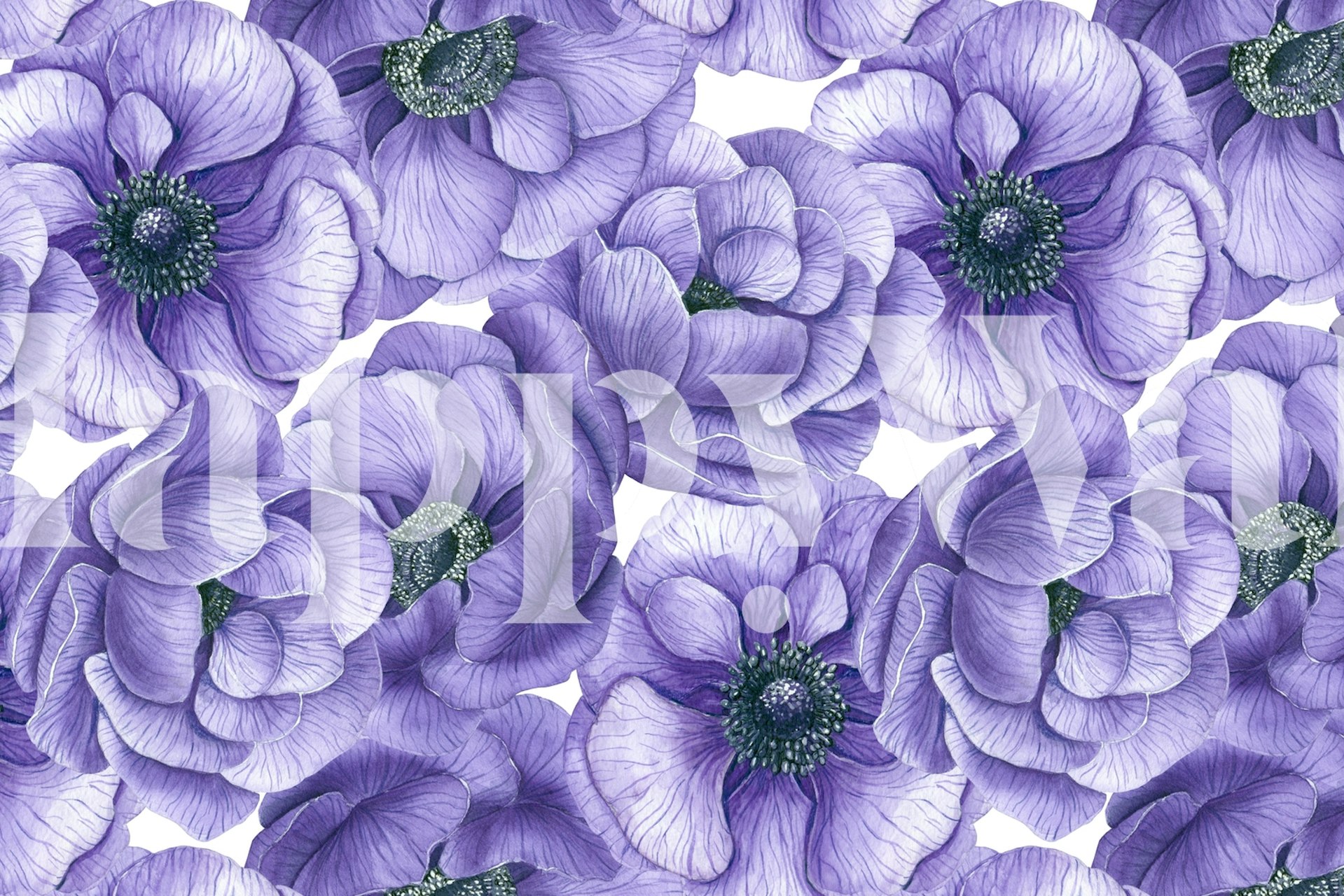 Shop Violet Anemone Flowers Wallpaper