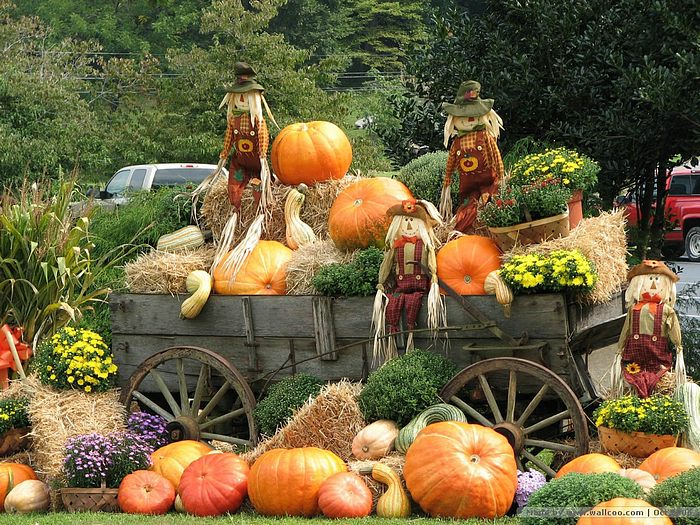Pumpkin Display Horse Wagon With Pumpkins And Scarecrows Wallcoo