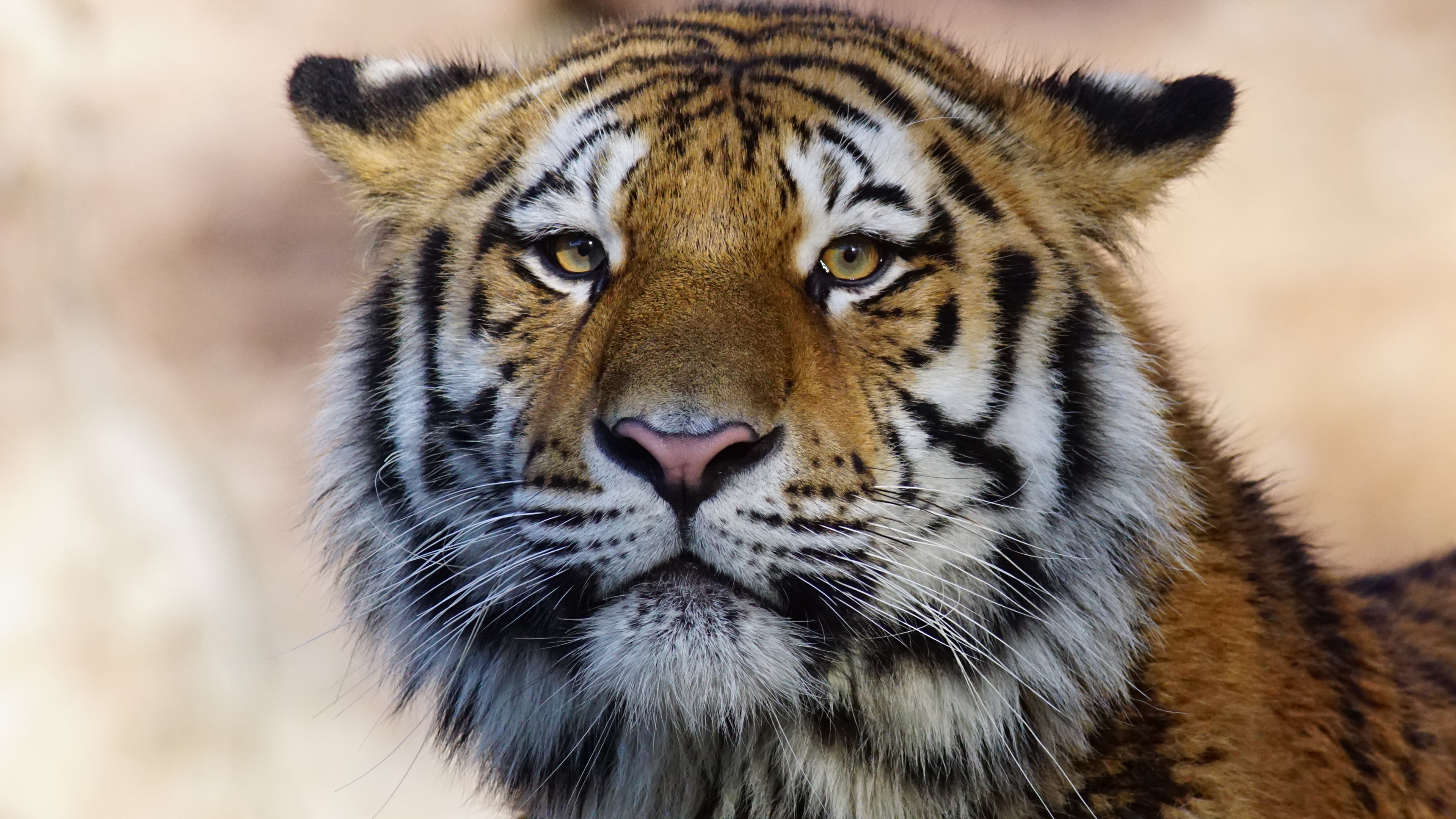 Tiger Wild Animal 4k HD Wallpaper Image