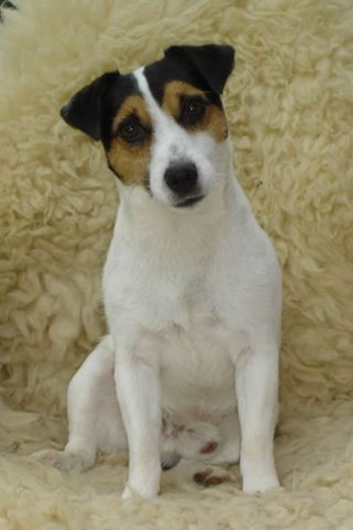 Jack Russell Terrier Everything Best Dogs Fr O