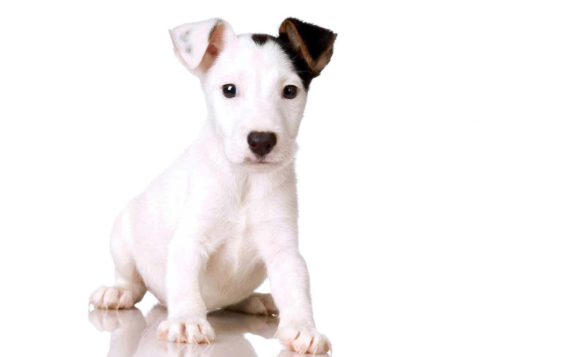 Animal Wallpaper White Dog Celebrity Px