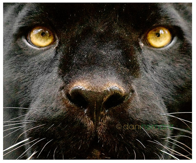 Eyes Black Jaguar Wallpaper Panther Green Blue