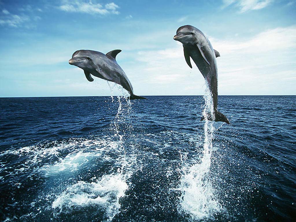 Colorful Dolphins Wallpaper Dolphin Desktop