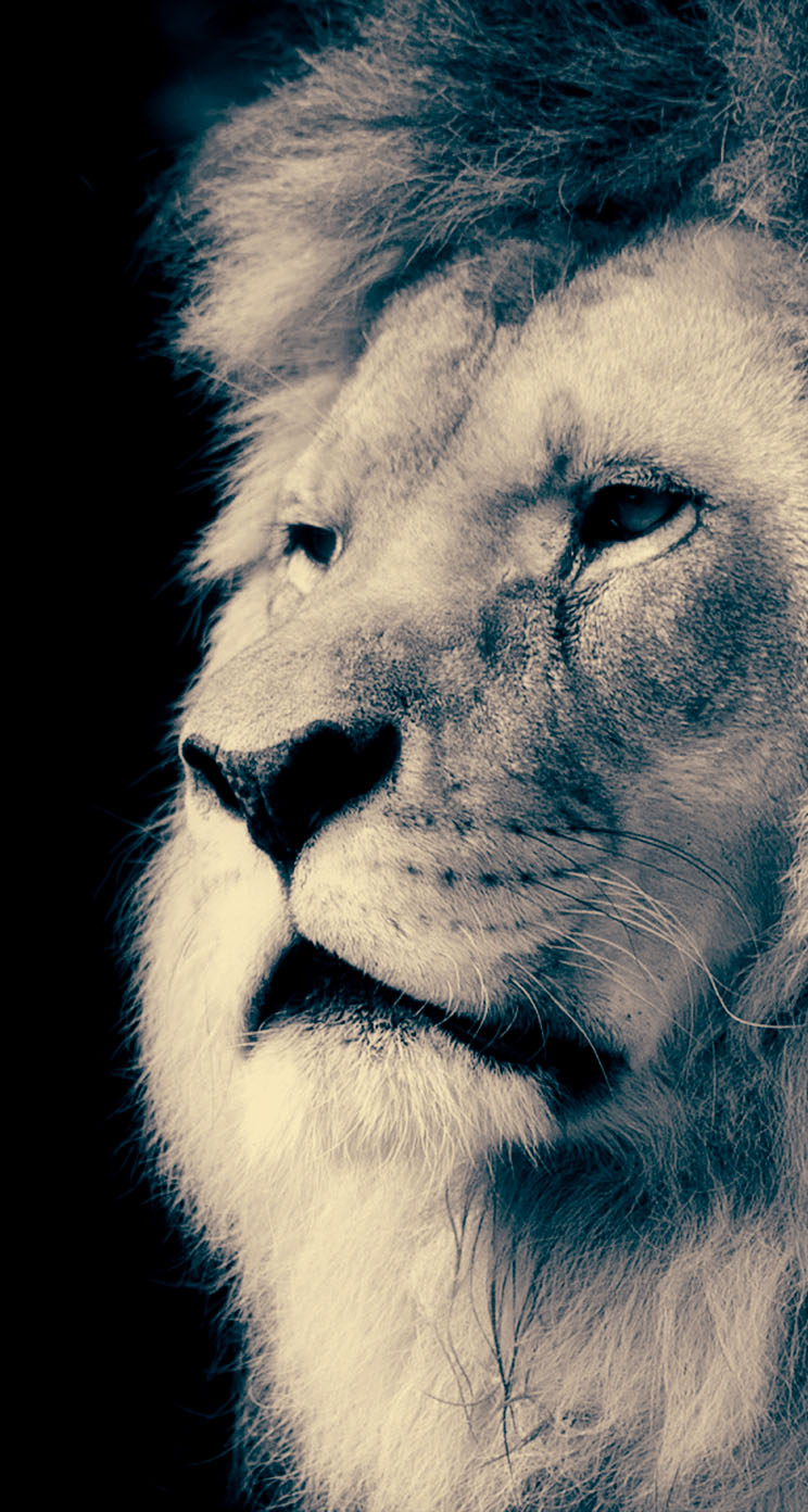 Majestic Lion iPhone Wallpaper