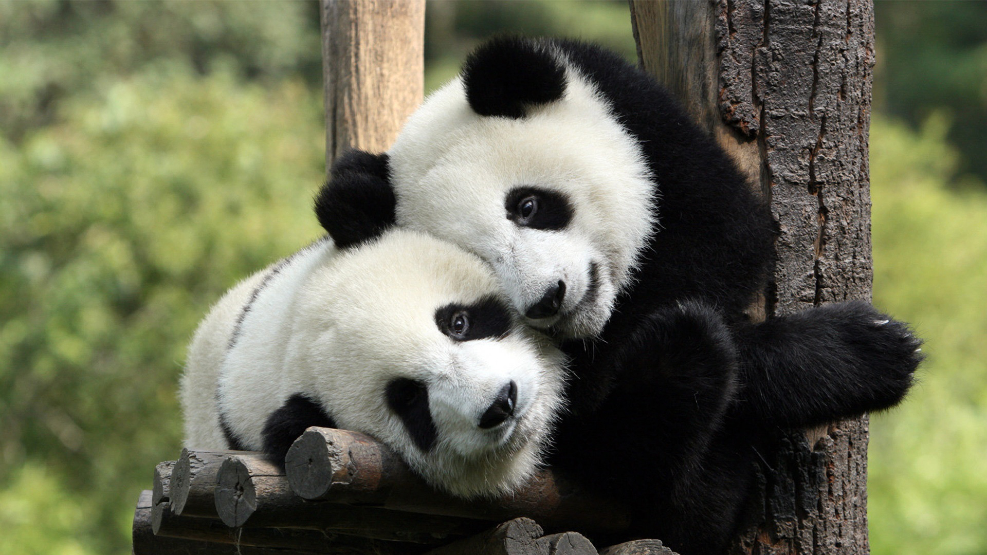 Super Cute Full HD Pandas Wallpaper Animal Hugs