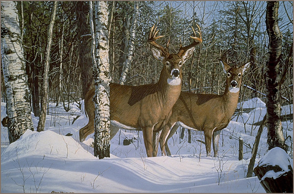 Deer Northern Minnesota Hunting Buck Doe Snow Jpg Png