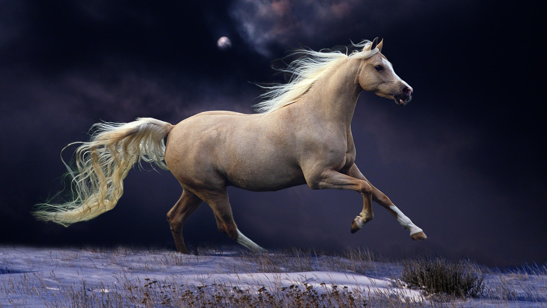 A palomino horse gallops across a snowy field under a dark, moonlit sky