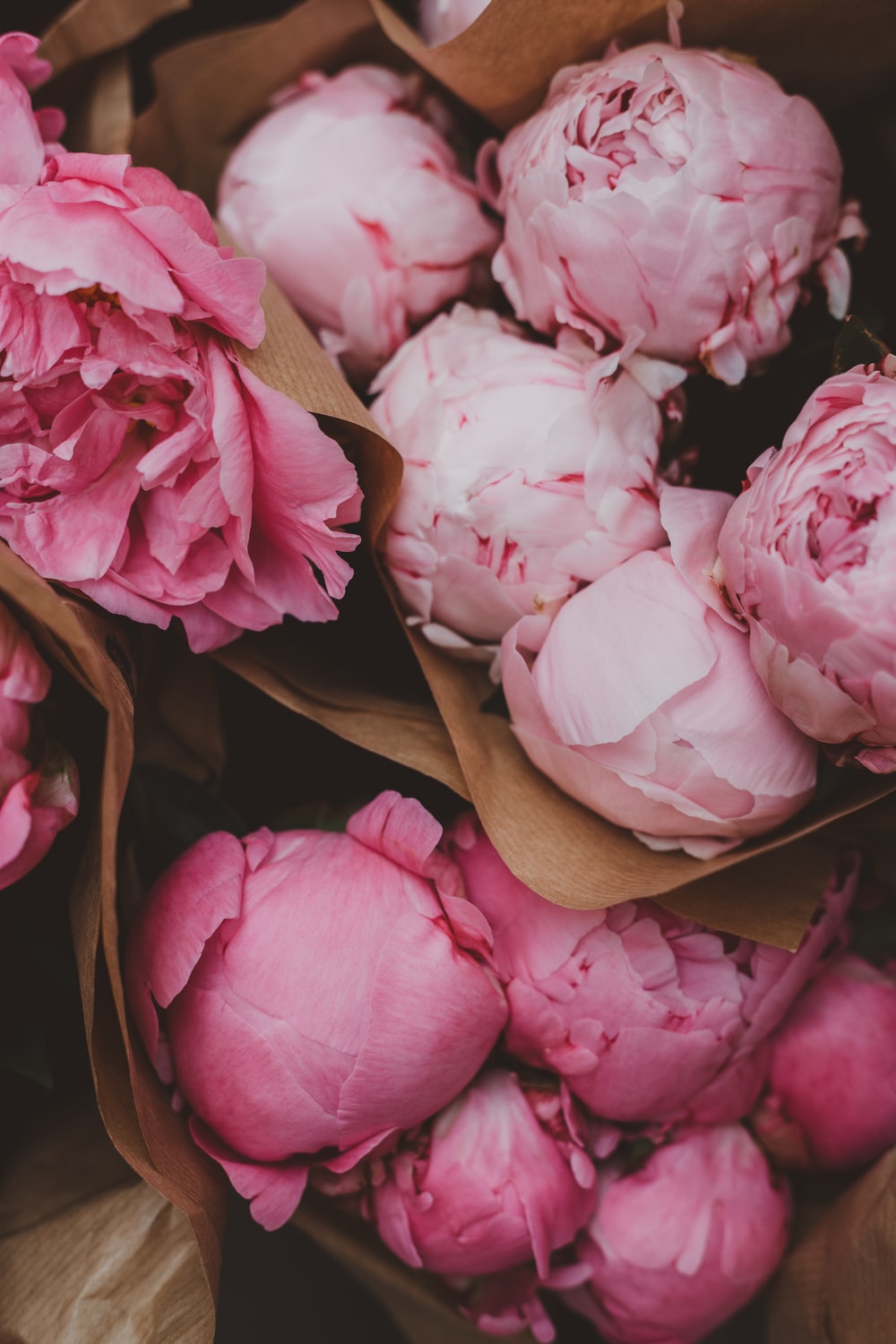 Peony Pictures HD Image Stock Photos On