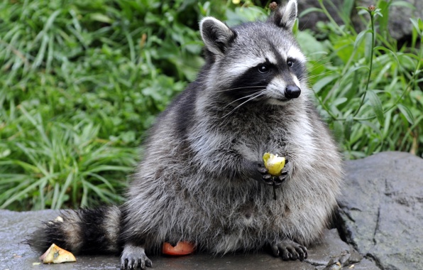 Wallpaper Raccoon Stone Eats Grass Fruit Animals