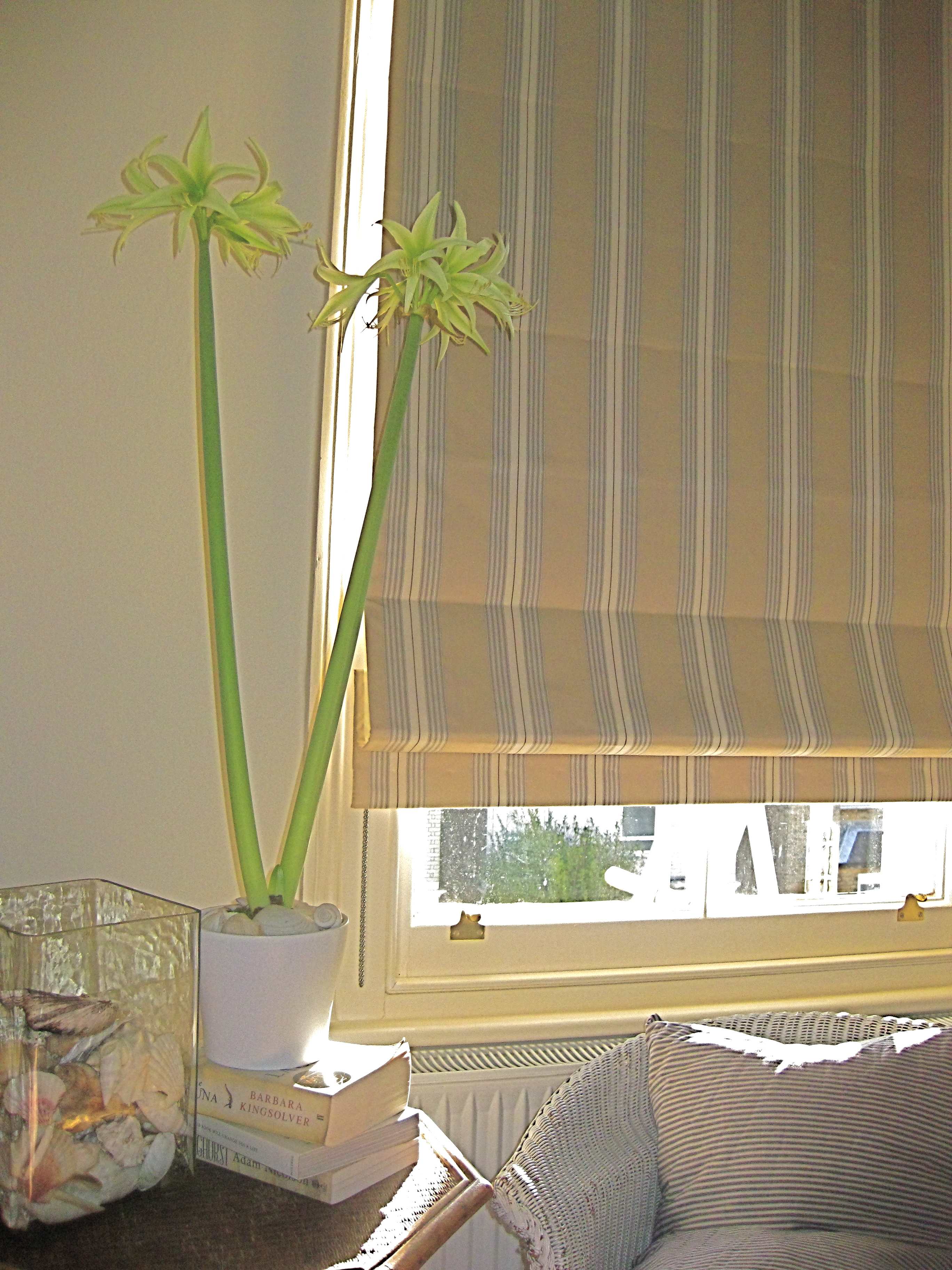 Blinds And Curtains Grasscloth Wallpaper