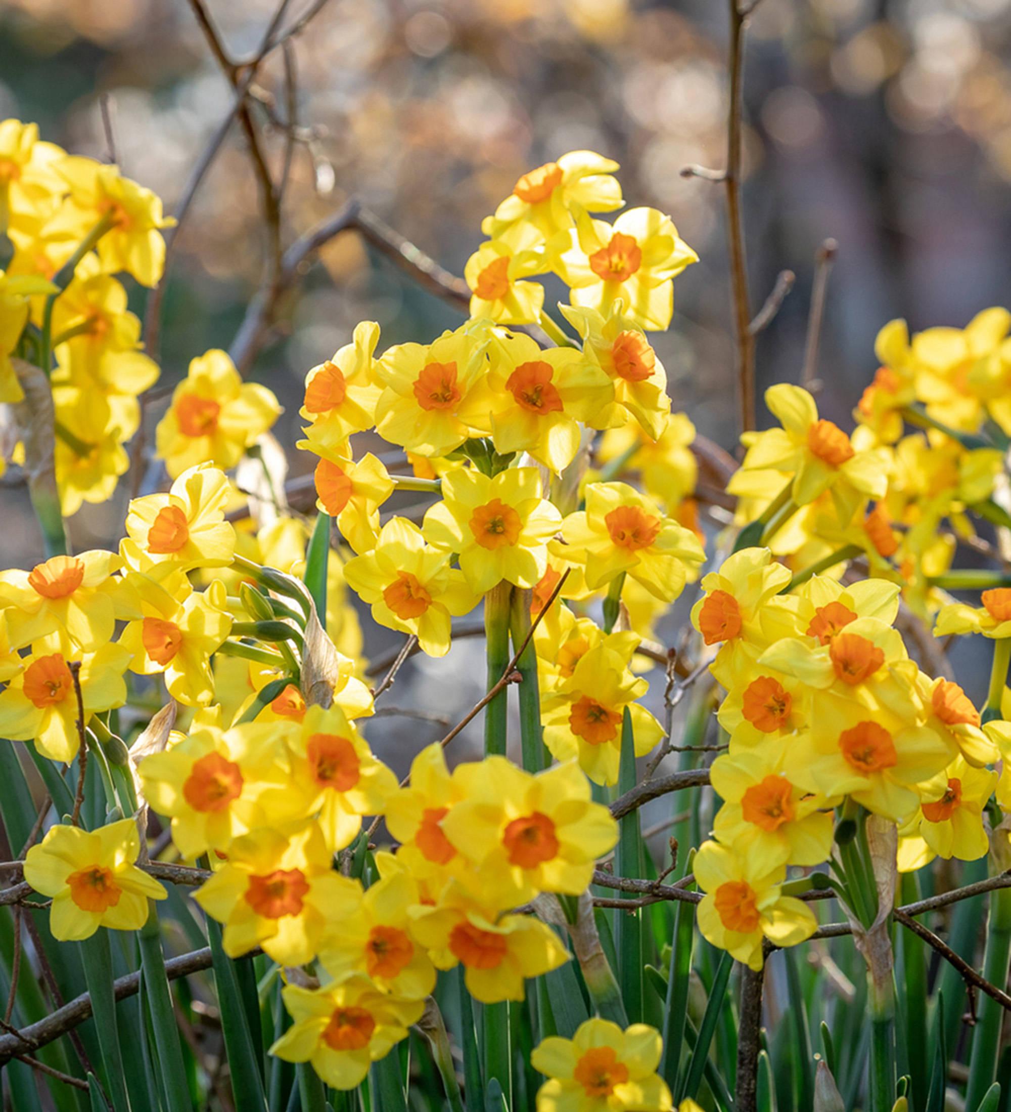 Download Martinette Narcissus Flower Wallpaper