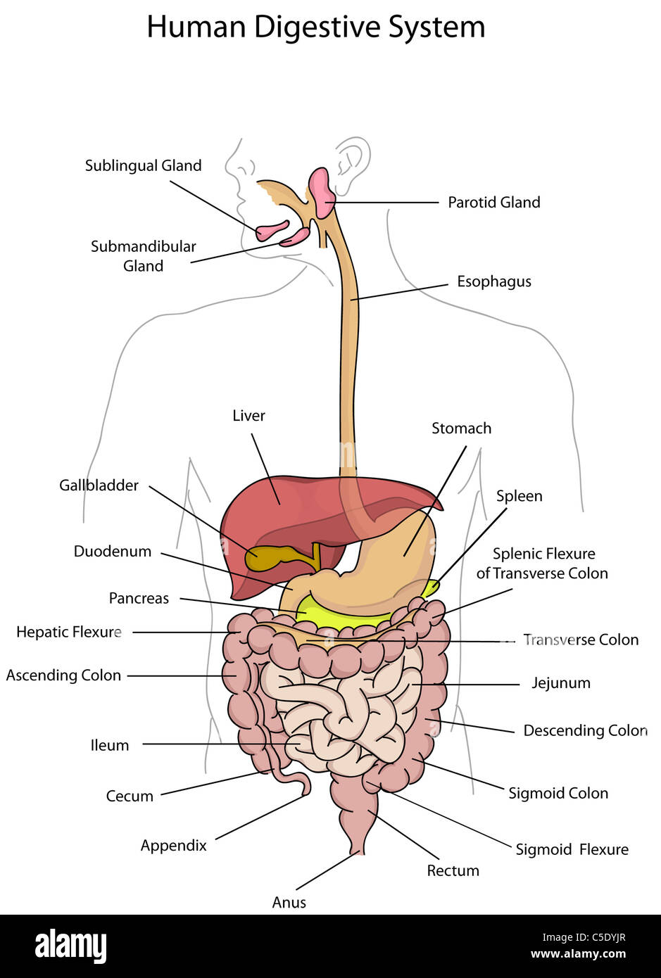 Human Digestive System Illustration Exclusive To Only